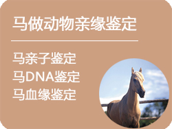 内蒙古马做动物亲缘鉴定