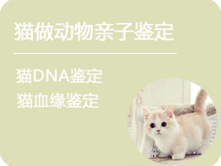 内蒙古猫做动物亲子鉴定