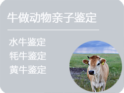 内蒙古牛做动物亲子鉴定
