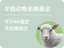 内蒙古羊做动物亲缘鉴定