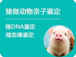 内蒙古猪做动物亲子鉴定